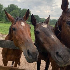 ISO: English horse tack!Looking for all the basics